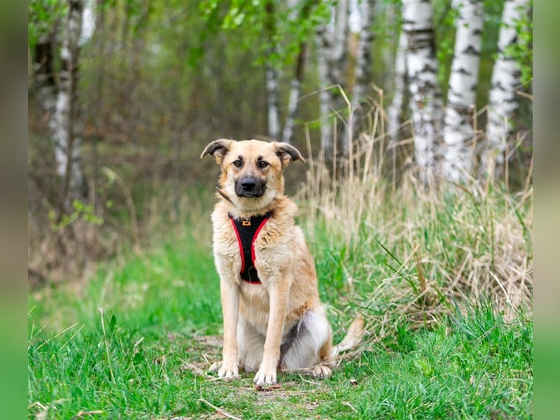 Judy❤️, eine Herzenshündin, gerettet aus der Kälte