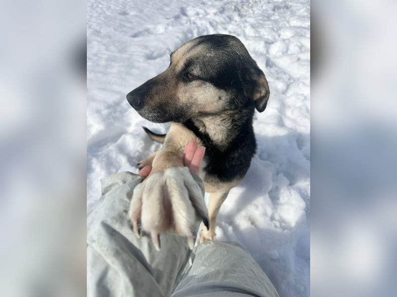 Ruhe und Liebe: Lisa❤️sucht ein warmes Körbchen