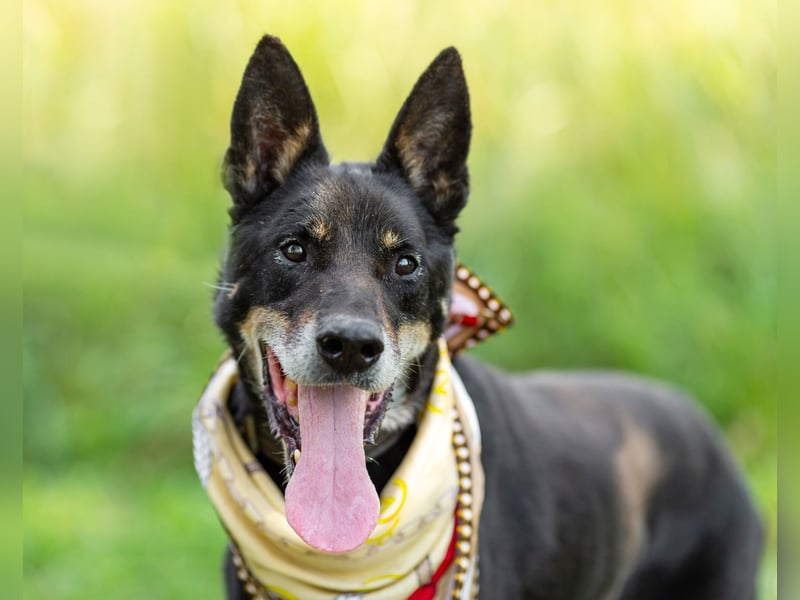 Misha ❤️ Hundeopi mit schwerem Schicksal sucht Geborgenheit Misha ❤️ Hundeopi mit schwerem Schicksal sucht Geborgenheit