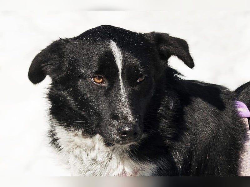 Sanfte Hündin Luna ❤️ in in 21423 Winsen (Luhe) sucht Geborgenheit (am liebsten mit ihrem Freund)