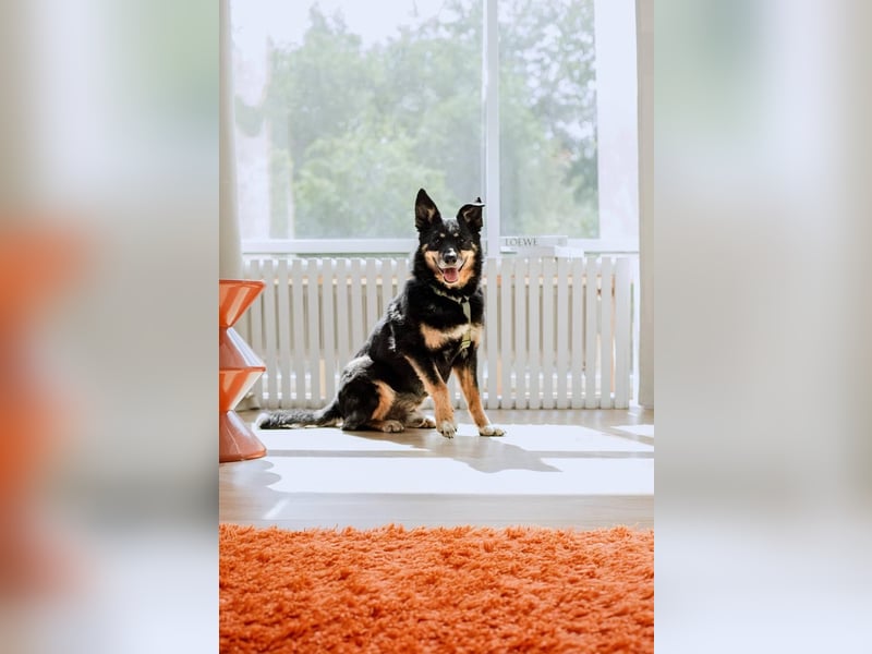 Gelassener Baikal ❤️ sucht eine Familie fürs Leben