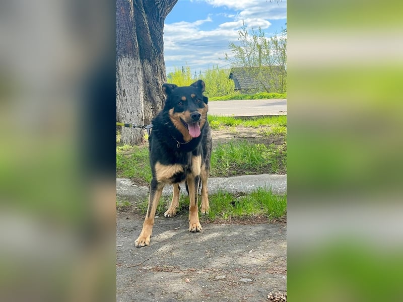 Grace ❤️ freundliche Hündin  sucht Für-Immer-Zuhause
