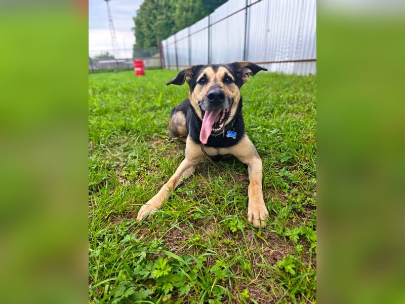 Verspielter und lebensfroher Lucky ❤️ sucht seine zweite Chance