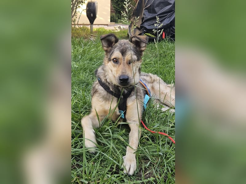 Greys ❤️ eine besondere Hündin sucht besondere Menschen