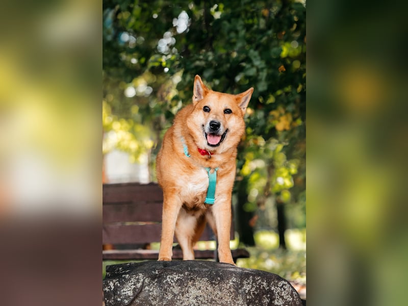 Diego ❤️ ruhiger und ausgeglichener Begleiter sucht Zuhause