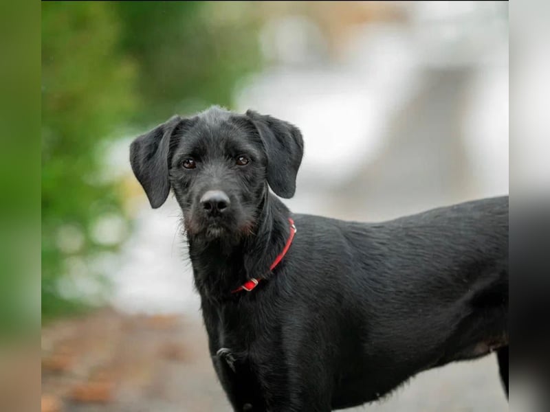 Palfy ❤️ junge, sportliche Hündin mit ganz viel Charme und Persönlichkeit sucht ihre Menschen