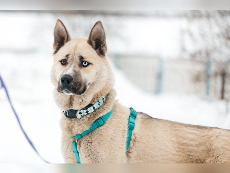 Tierschutzhund Gorbi❤️auf Pflegestelle in 87648 Aitrang