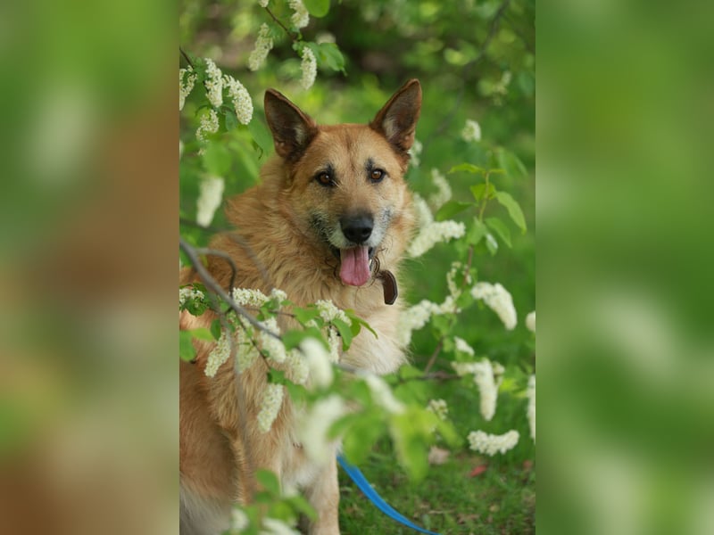 Charaktervoller Rüde Max ❤️ aus dem Tierschutz sucht endlich sein Glück