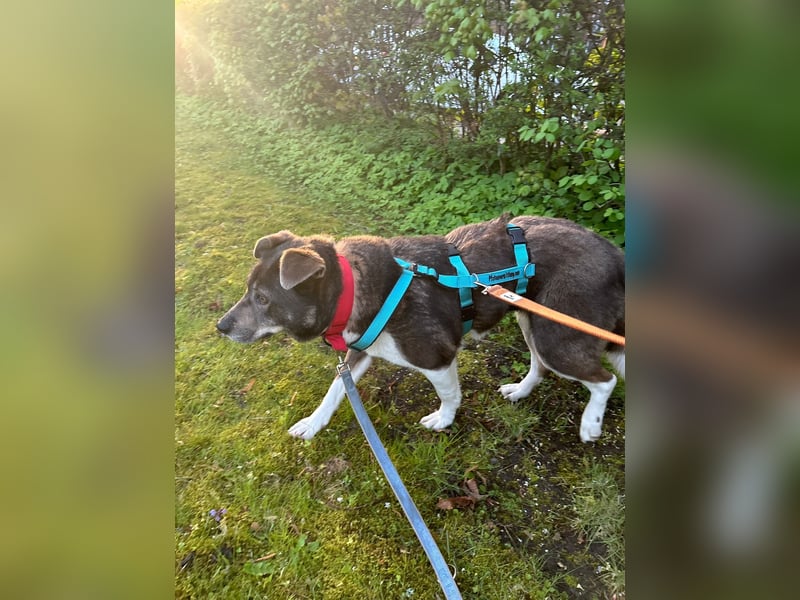 Feine junge Hündin Brownie ❤️ aus dem Tierschutz in 22307 Hamburg