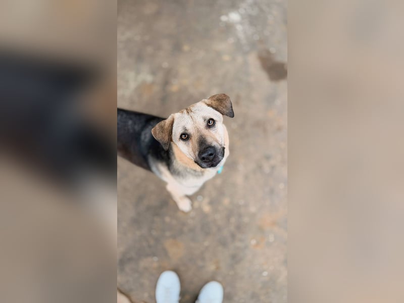 Vincent ❤️ treuer Begleiter sucht Menschen mit Herz und Verständnis