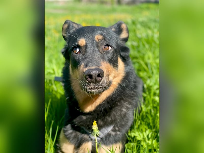 Grace ❤️ freundliche Hündin  sucht Für-Immer-Zuhause