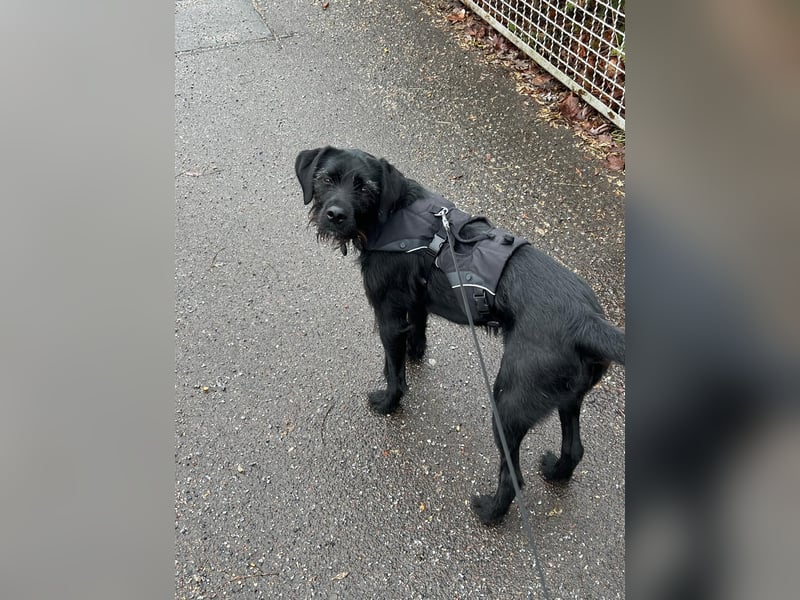 Palfy ❤️ junge, sportliche Hündin mit ganz viel Charme und Persönlichkeit sucht ihre Menschen