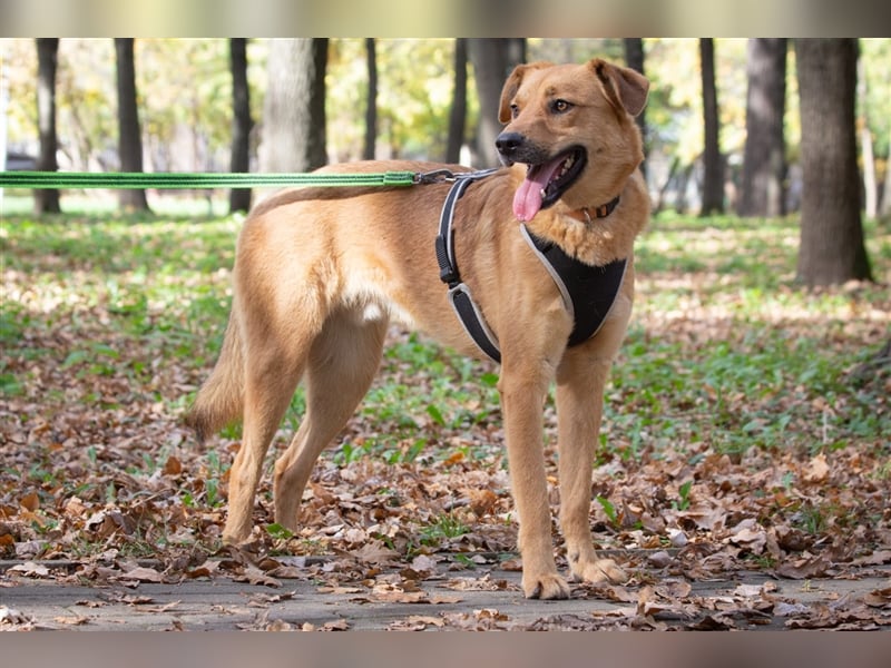 Verschmuster Tierheimhund Djushes❤️sucht seine Herzensmenschen