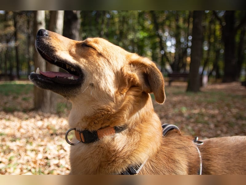 Verschmuster Tierheimhund Djushes❤️sucht seine Herzensmenschen