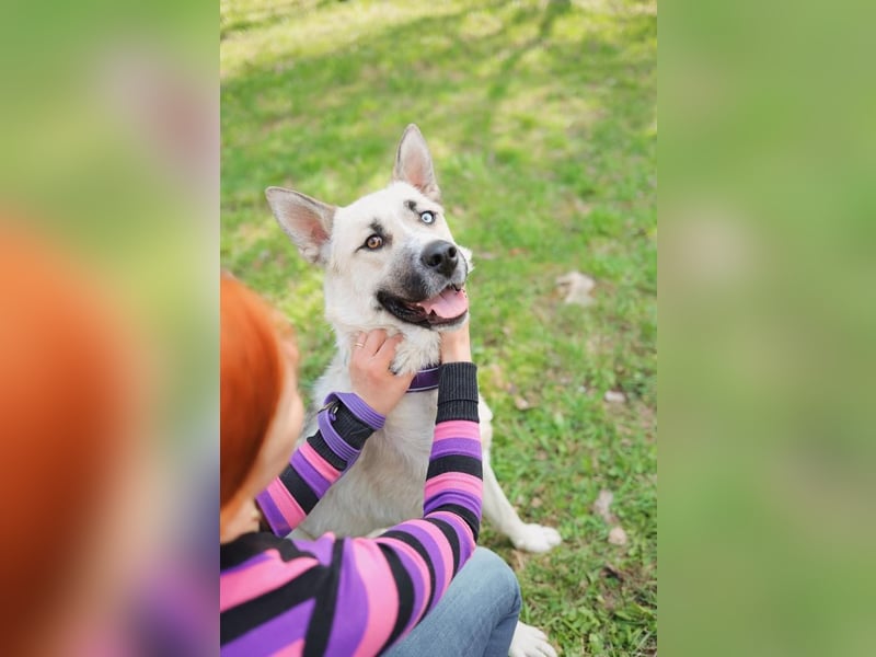 Tierschutzhund Gorbi❤️auf Pflegestelle in 87648 Aitrang