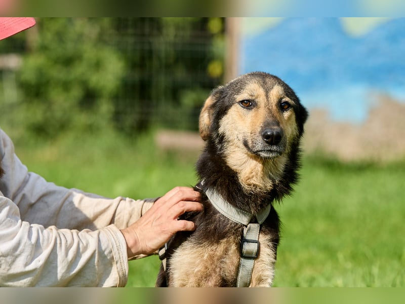 Anton ❤️ Fröhlicher junger Rüde sucht seine Familie
