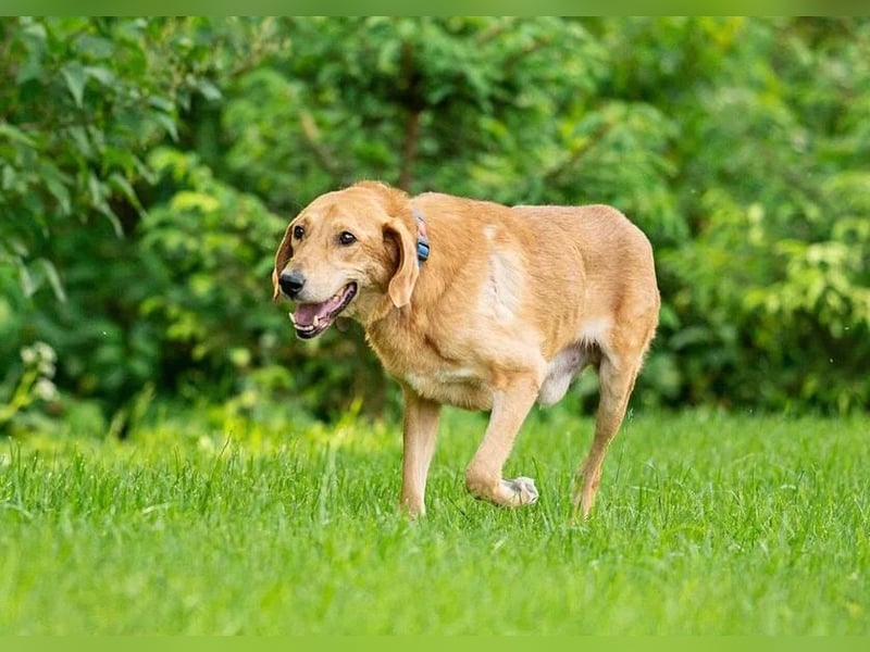 Djem ❤️ ein wahrhaft besonderer Hund sucht Zuhause Djem ❤️ ein wahrhaft besonderer Hund sucht Zuhause