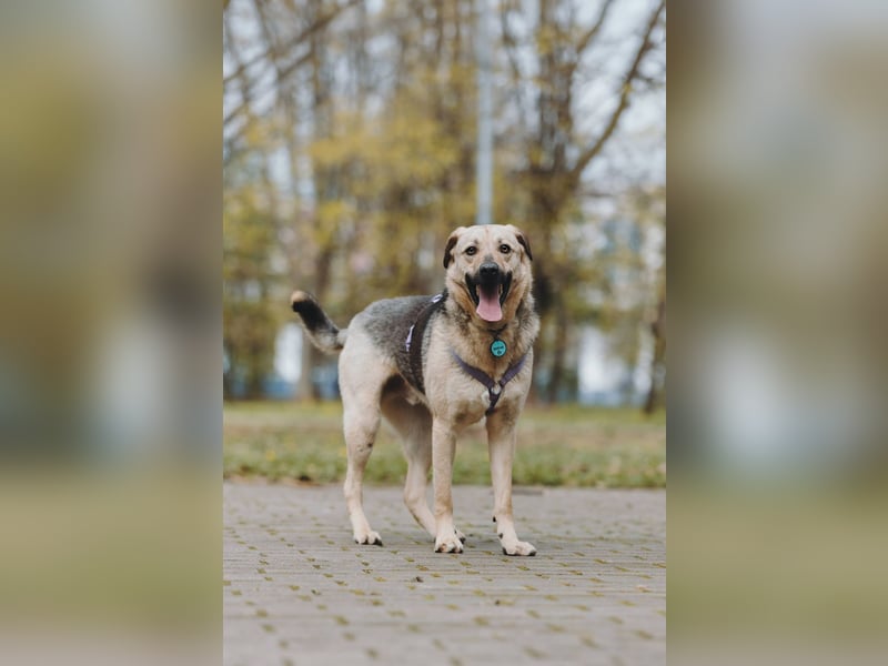 Vincent ❤️ treuer Begleiter sucht Menschen mit Herz und Verständnis