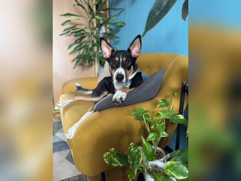 Verspielter & freundlicher Archi ❤️ sucht aktive Familie fürs Leben
