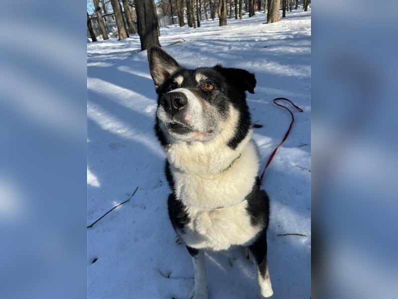 Bobby ❤️ möchte endlich das Tierheim gegen eine Familie tauschen