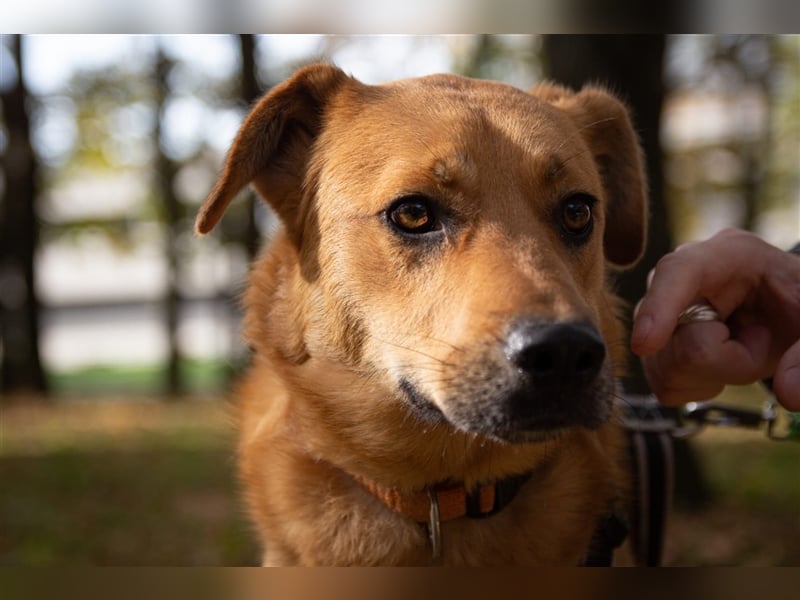 Verschmuster Tierheimhund Djushes❤️sucht seine Herzensmenschen