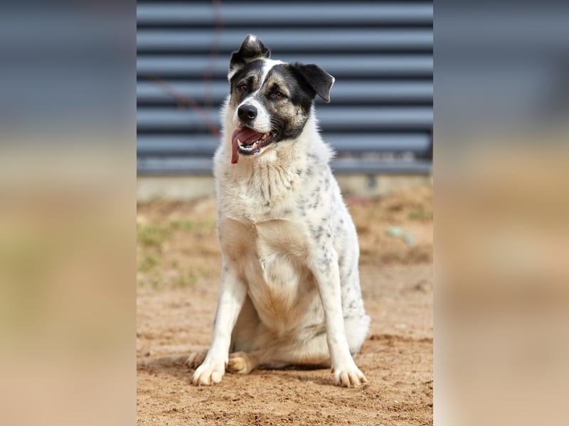 Sanfte Seele Suri ❤️ sucht ihr Für-Immer-Zuhause