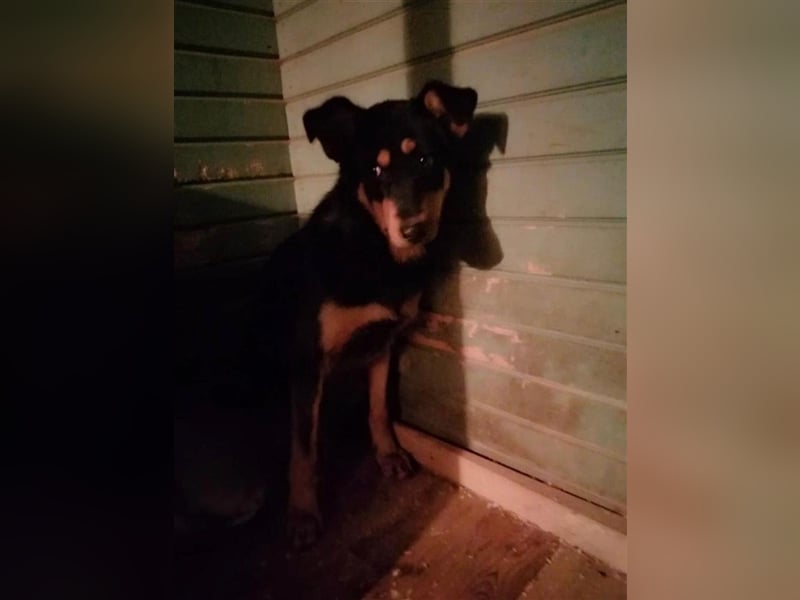 Grace ❤️ freundliche Hündin  sucht Für-Immer-Zuhause