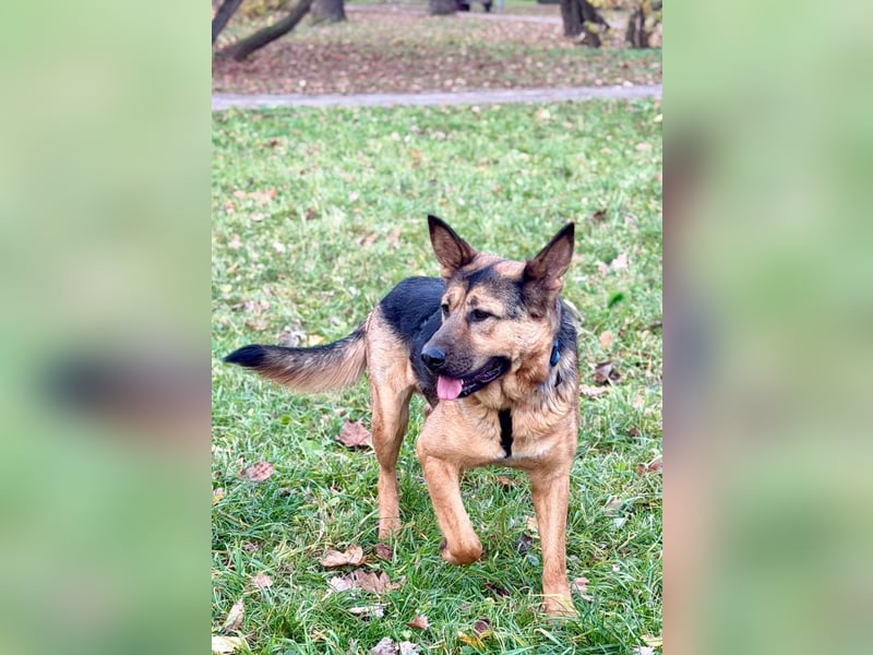 Fröhlicher, sensibler Rüde Berg ❤️ sucht sein Zuhause