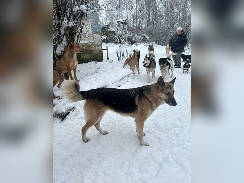 Linda ❤️ intelligente, treue Begleiterin sucht ihre Menschen