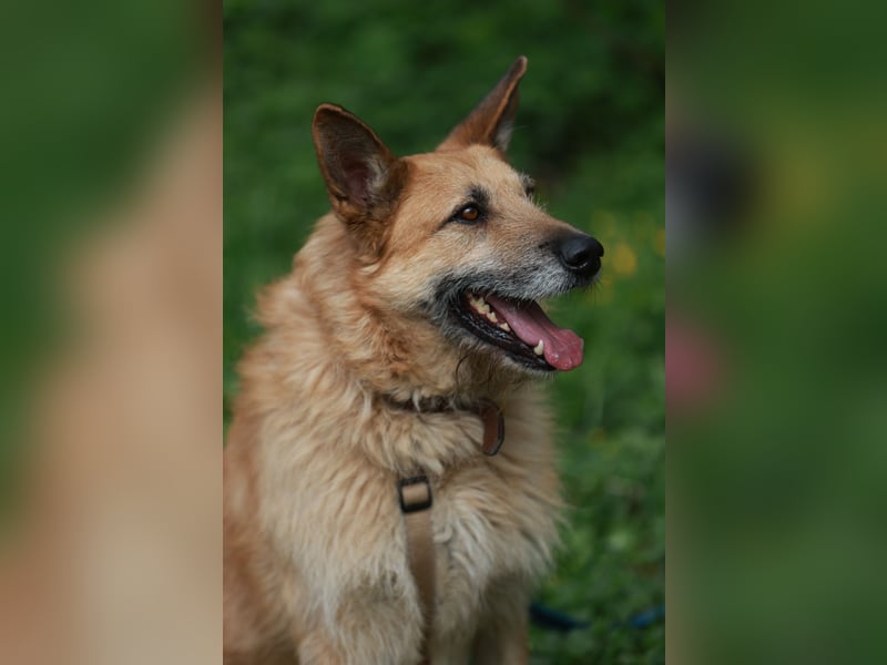 Charaktervoller Rüde Max ❤️ aus dem Tierschutz sucht endlich sein Glück