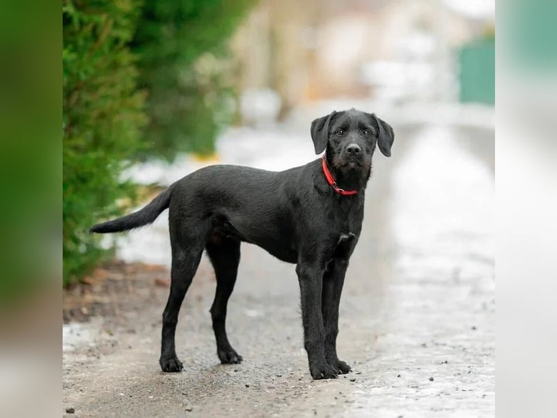 Palfy ❤️ junge, sportliche Hündin mit ganz viel Charme und Persönlichkeit sucht ihre Menschen