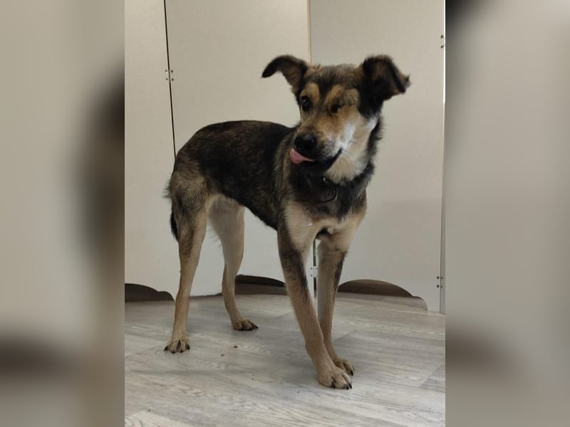 Treue Seele Bonnie ❤️ aus dem Tierschutz in 87648 Aitrang