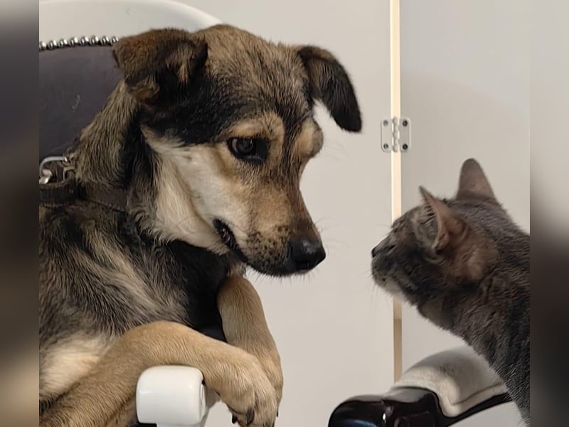 Greys ❤️ eine besondere Hündin sucht besondere Menschen