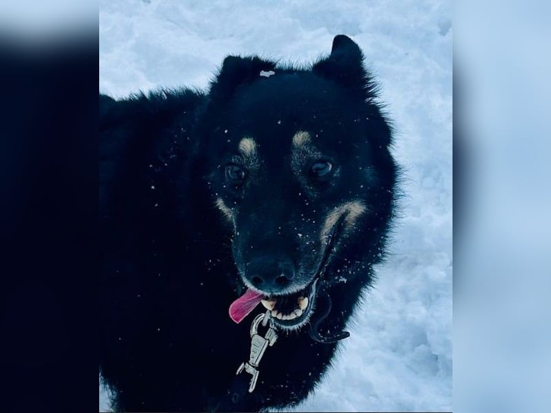 Plusha ❤️Frohnatur sucht Herzensmensch