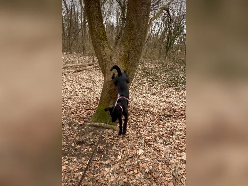 Palfy ❤️ junge, sportliche Hündin mit ganz viel Charme und Persönlichkeit sucht ihre Menschen