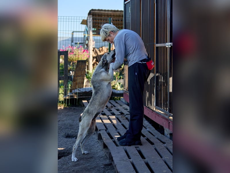 Lusya ❤️ Sanfte Hündin mit großem Herzen sucht ein liebevolles Zuhause