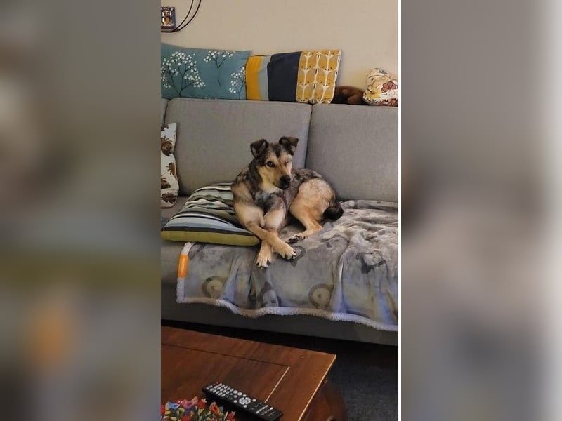 Greys ❤️ eine besondere Hündin sucht besondere Menschen