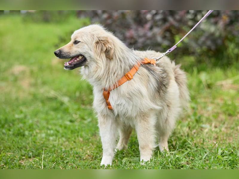 Gita ❤️ freundliche junge Hündin sucht ihre Herzensmenschen