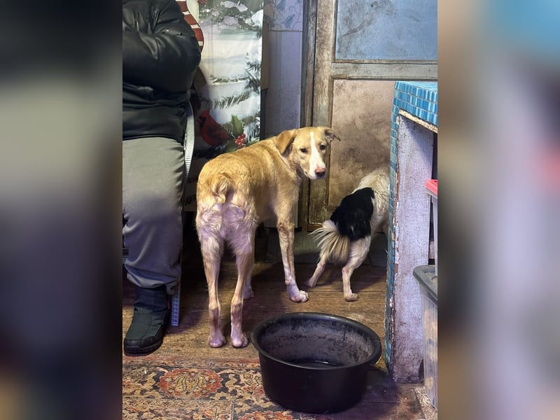 Alik ❤️ Freundlicher und aktiver Rüde sucht ein liebevolles Zuhause