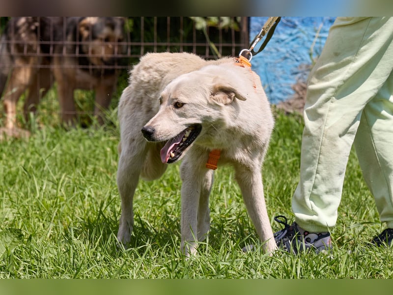 Tamar❤️ Liebevolle Hündin sucht ein Zuhause voller Geborgenheit