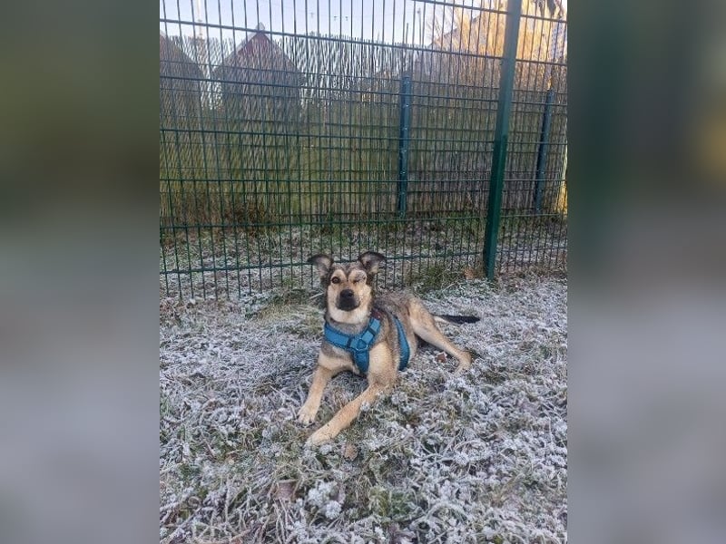 Greys ❤️ eine besondere Hündin sucht besondere Menschen