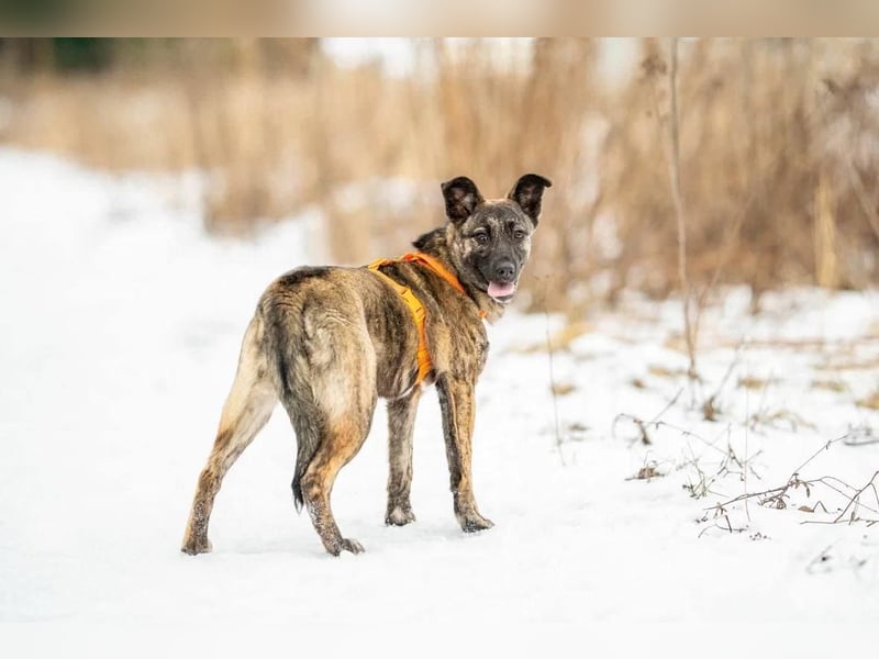 Aktive und lebensfrohe Junghündin Mia ❤️ sucht ein Zuhause mit Bewegung