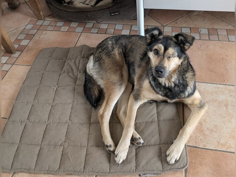 Treue Seele Bonnie ❤️ aus dem Tierschutz in 87648 Aitrang