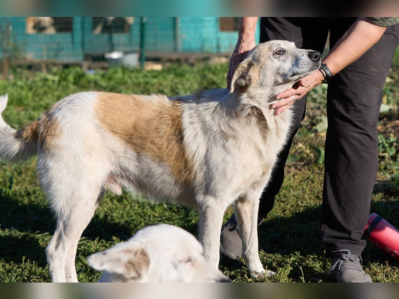 Ruhiger Alf ❤️ sucht Pflege- oder Endstelle