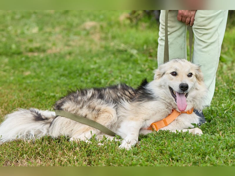 Zita ❤️ Wunderschöne junge Hündin sucht ihr Zuhause