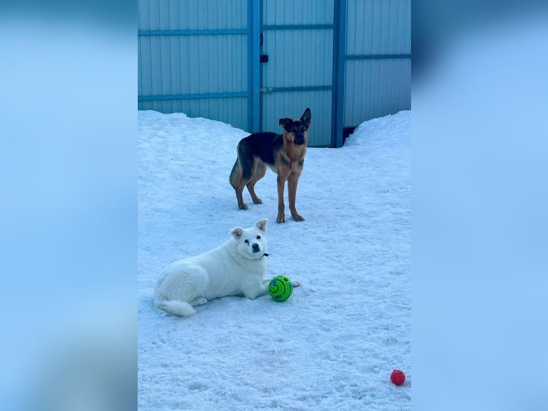Tapfere Ulya ❤️ in 49143 Bissendorf sucht ihr Zuhause