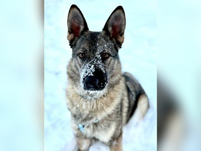 Piper❤️  treue Begleiterin mit großem Herz
