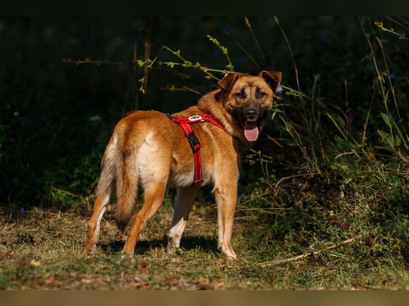 Ariel ❤️ Liebevolle Hündin mit besonderem Charme sucht ein liebevolles Zuhause