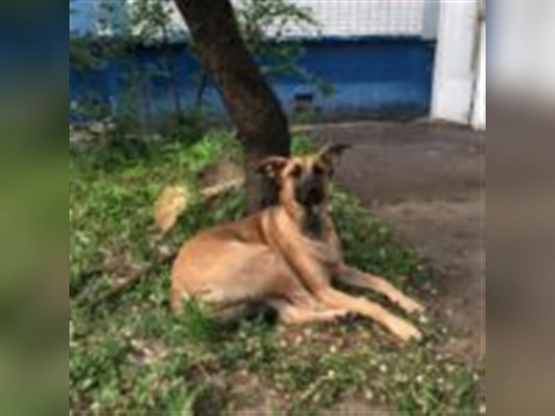 Cherry ❤️ freundliche und liebevolle Knutschkugel sucht Zuhause