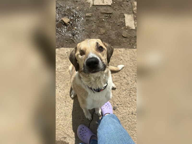 Sanfter William ❤️(3 Jahre) sucht einen ruhigen Platz